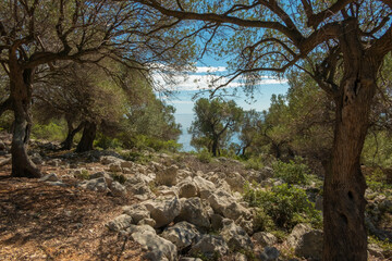 Olive Gardens of Lun with thousands years old olive trees, island of Pag.