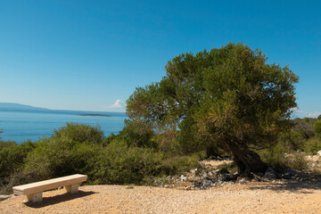 Olive Gardens of Lun with thousands years old olive trees, island of Pag.