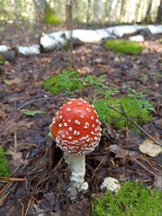 fly agaric mushroom