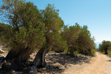 Olive Gardens of Lun with thousands years old olive trees, island of Pag.
