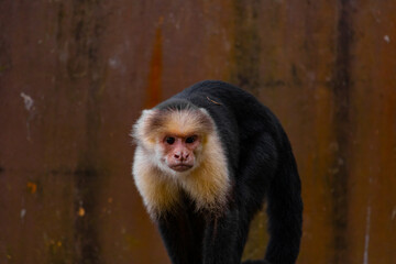 cute little capuchin monkey is climbing around