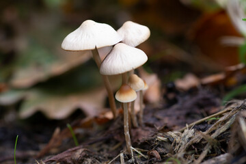 Woodland Fungus