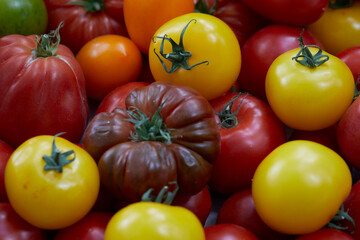 Tomates variées