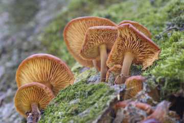 Woodland Fungus