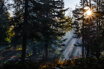 foggy morning in a mountain forest