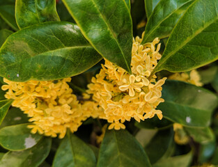 group of osmanthus fragrans blossoms in middle of green leaves in Autumn in the garden