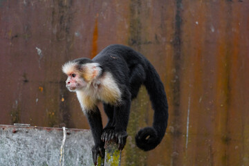 cute little capuchin monkey is climbing around
