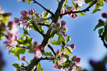 Apfelblüte