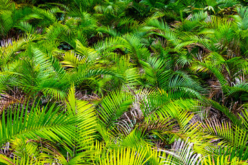 exotic fern valley with fern leaf in the rain forest