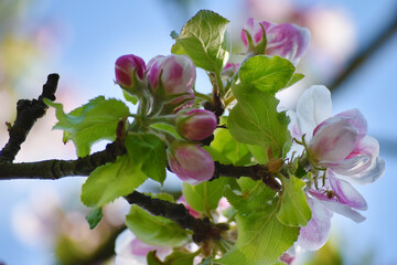 Apfelblüte