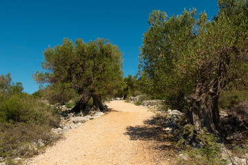 Olive Gardens of Lun with thousands years old olive trees, island of Pag.
