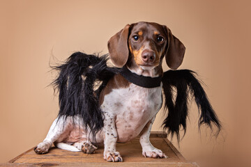 Halloween dog studio portrait