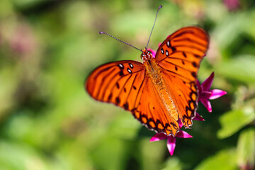 butterfly on flower