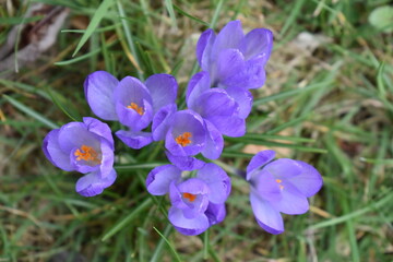 Krokus