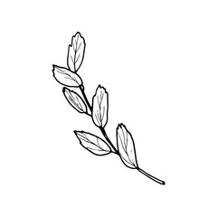 Vector contour branch with leaves. Hand-drawn outline sketch illustration on white background isolated. Ornamental spirea leaves. Vintage decorative elements for floral botanical design.