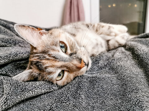 kimba