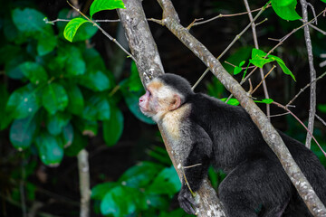 cute little capuchin monkey is sitting around in the bush