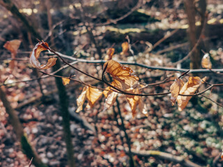 Herbst
