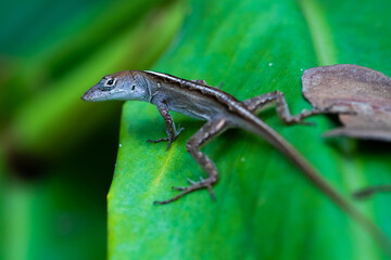 Lizzard on a leaf