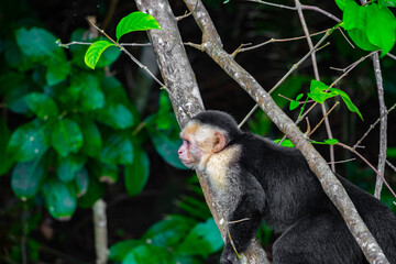 cute little capuchin monkey is sitting around in the bush