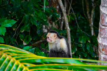 cute little capuchin monkey is sitting around in the bush