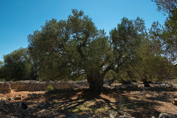 Olive Gardens of Lun with thousands years old olive trees, island of Pag. The oldest (2000 years...
