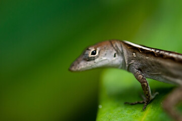 lizard on a leaf