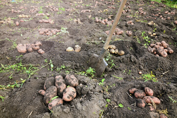 Fresh dug potatoes in the field. Harvest.