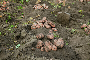 Fresh dug potatoes in the field. Harvest.
