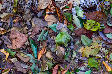 autumn leaves on the ground