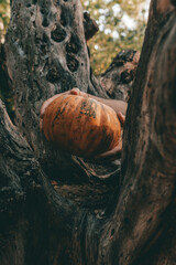 Vertical closeup shot of hands grabbing an autumn pumpkin from a tree