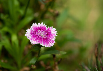 Fototapeta premium Pink Dianthus flowers blossom in the garden