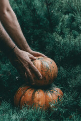 Vertical closeup shot of a hand grabbing a pumpkin from a pine tree