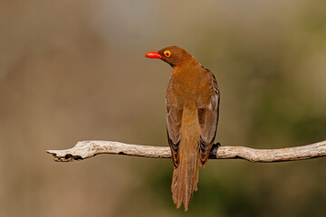 Red billed oxpecker, Buphagus erythrorhynchus, sitting on a branch in Zimanga game reserve near the city of Mkuze in South Africa