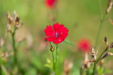 Fototapeta premium Red Dianthus flowers blossom in the garden