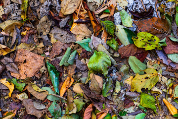autumn leaves background