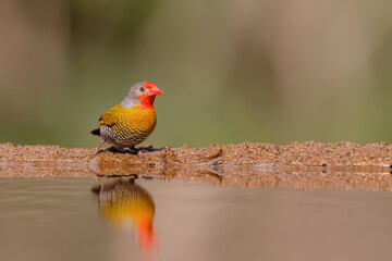 Green winged pytilia, Pytilia melba, also named melba finch drinking at a waterhole in Zimanga game reserve near the city of Mkuze in South Africa