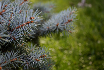 Colorado blue spruce (Picea pungens) grey-green needles on the branches. Green spruce. White spruce. Colorado spruce. Ukrainian nature