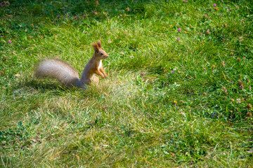 Red squirrel in a clearing in the park