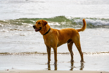 brown sweet dog at the beach in front of the sparkling water