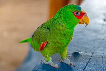 parrot is standing on a table
