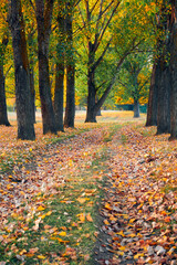bright colorful autumn landscape at sunset - forest road between the trees and beautiful sunlight