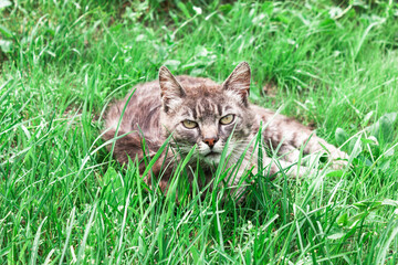 Naklejka na ściany i meble Homeless gray cat on green grass