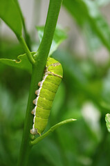Vertical Image of Vivid Green Lime Swallowtail Caterpillar Crawling on a Lime Tree Branch	