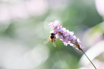 bee on a flower