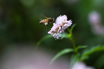 A bee carrying pollen