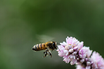 A bee carrying pollen