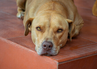 Calm and alone dog resting on the floor and looking at camera