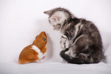 仔猫とハムスター