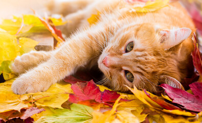 ginger cat in autumn leaves